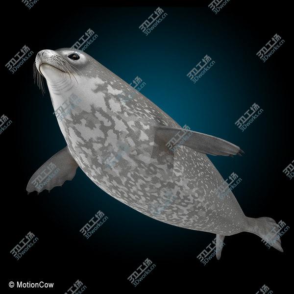images/goods_img/20210312/Weddell Seal/2.jpg